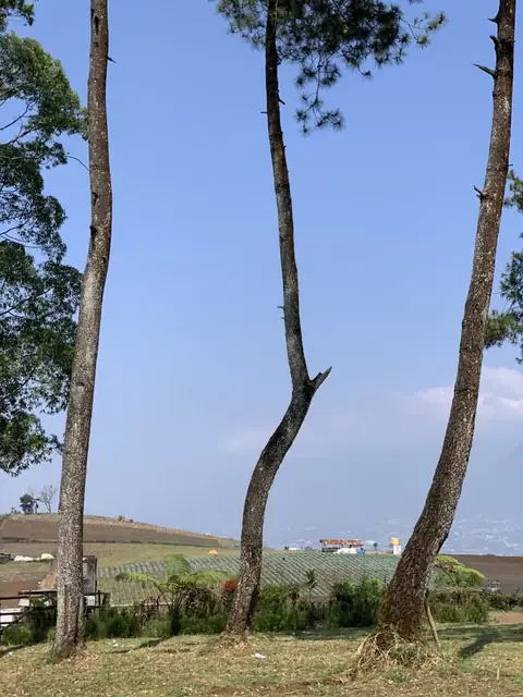 Pemandangan kebun dan pepohonan di kawasan Bukit Jengkoang